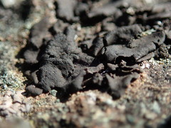 Umbilicaria polyphylla