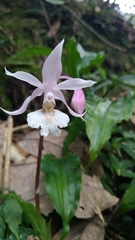 Calanthe arisanensis