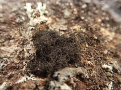 Pseudephebe pubescens