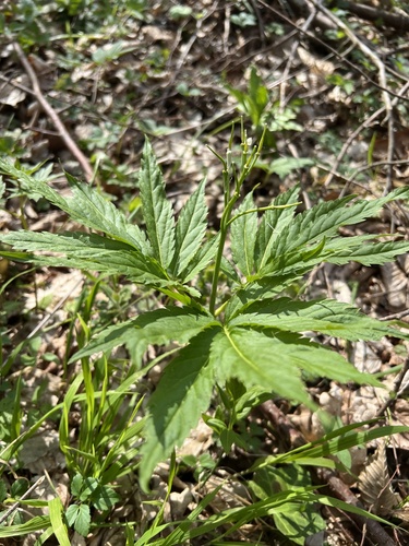 Cardamine kitaibelii, photograph 3