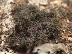 Pseudephebe pubescens