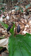 Calanthe arisanensis