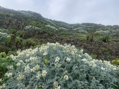 Astragalus miguelensis