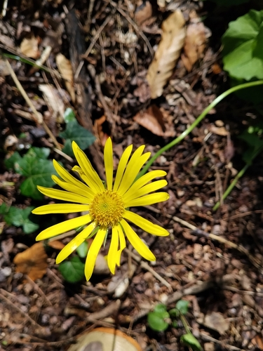 Oriental Leopard's-bane (Doronicum caucasicum)