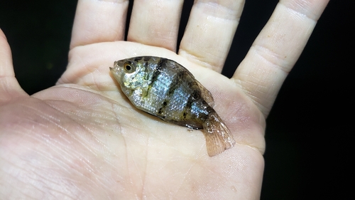Blackbanded sunfish (Enneacanthus chaetodon) — Centrarchidae — 2