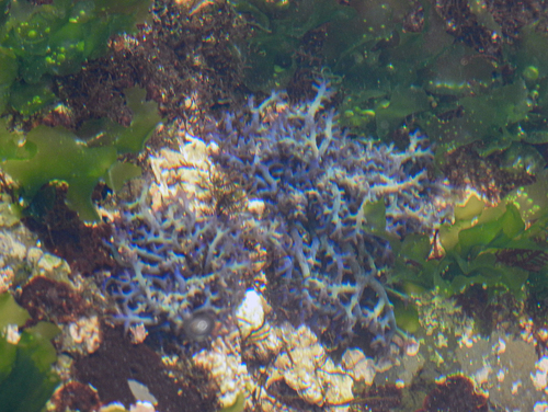 Hypnea pannosa observed 2026-03-22