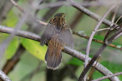 Pallas's Grasshopper Warbler photo 3