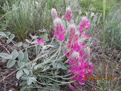 Hedysarum argyrophyllum