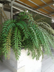 Zamia vazquezii
