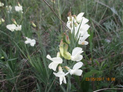 Lathyrus pallescens