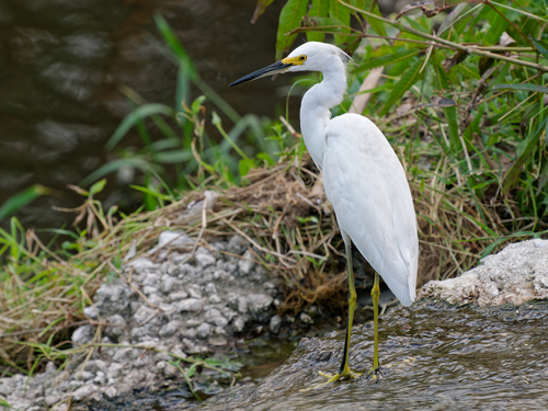 Snowy Egret