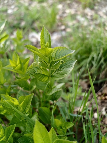 Mercurialis ovata, photograph 2