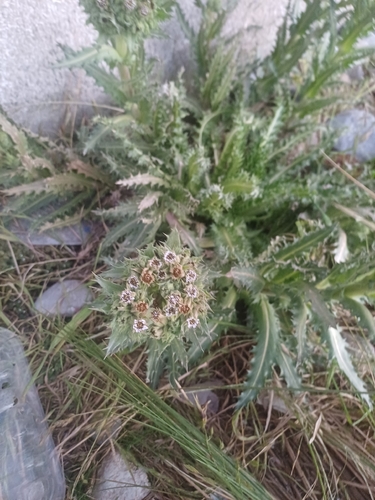 Perezia (Perezia multiflora)