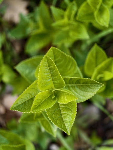 Mercurialis ovata, photograph 4