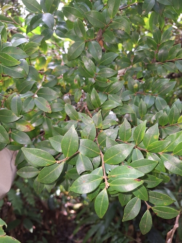Siphoneugena densiflora, 2026-03-31