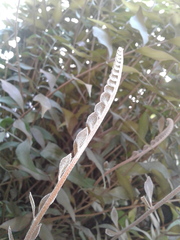Zamia vazquezii
