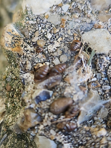 Lauria cylindracea
