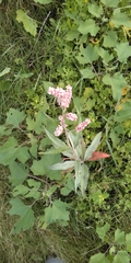 Persicaria lapathifolia lanata