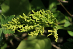 Sceptridium robustum