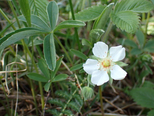 White Cinquefoil (Potentilla alba)