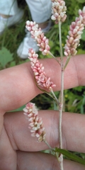 Persicaria lapathifolia lanata
