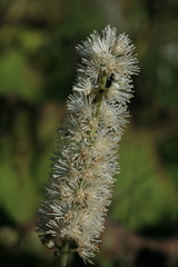 Actaea simplex