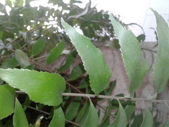 Zamia vazquezii