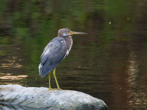 Tricolored Heron