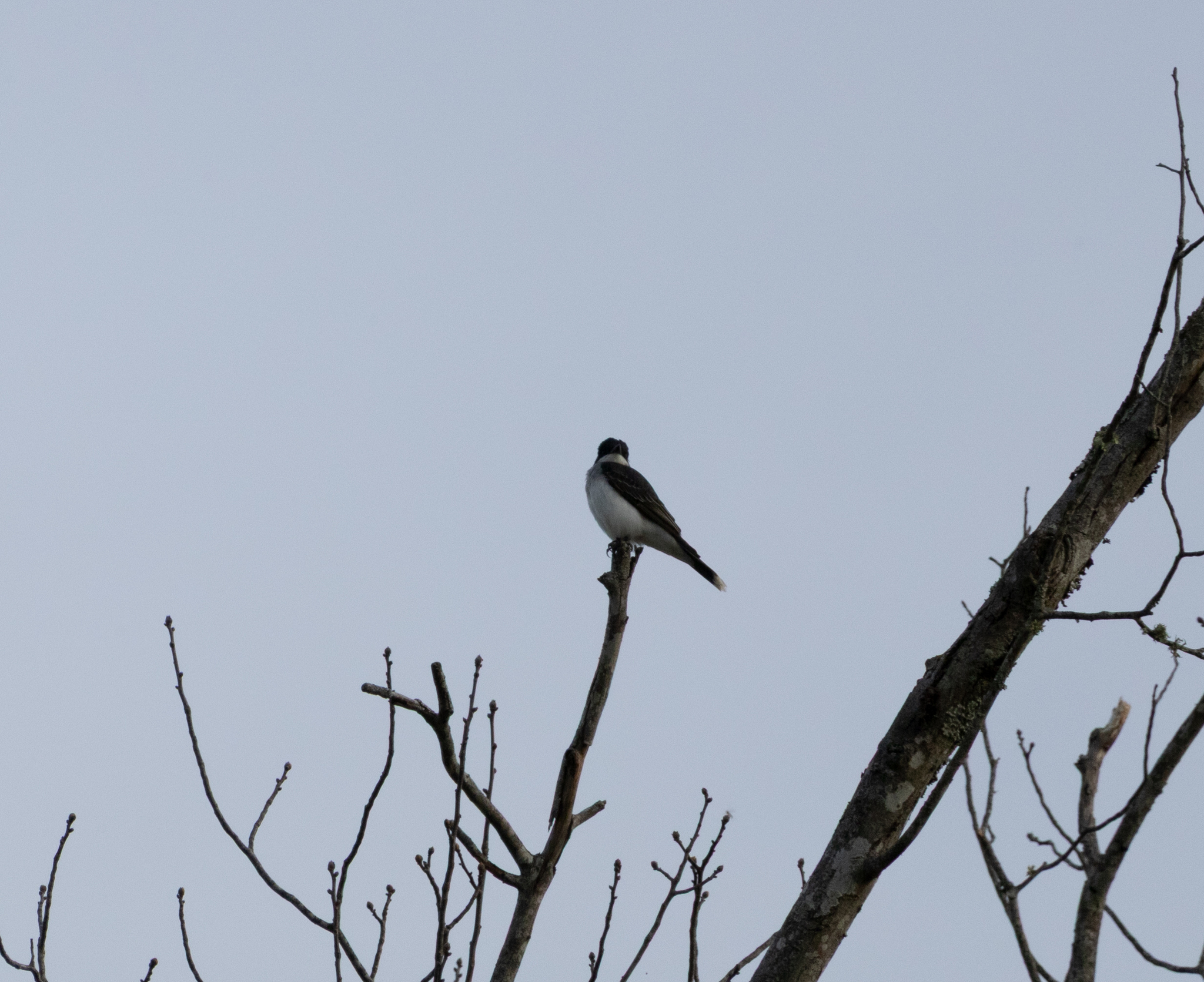 Eastern Kingbird (Tyrannus tyrannus), photo 7