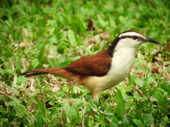 Campylorhynchus chiapensis