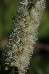 Actaea simplex