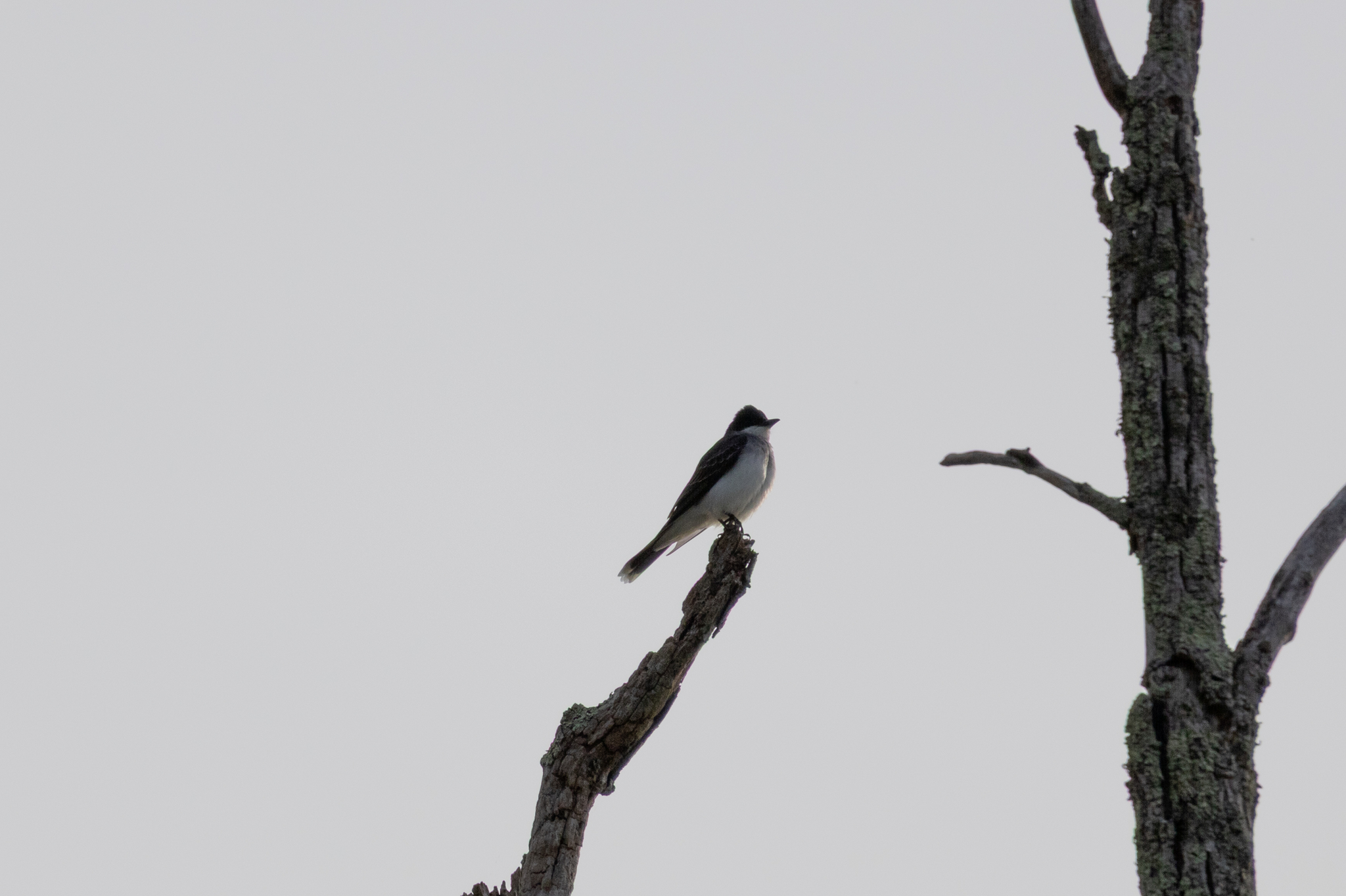 Eastern Kingbird (Tyrannus tyrannus), photo 6