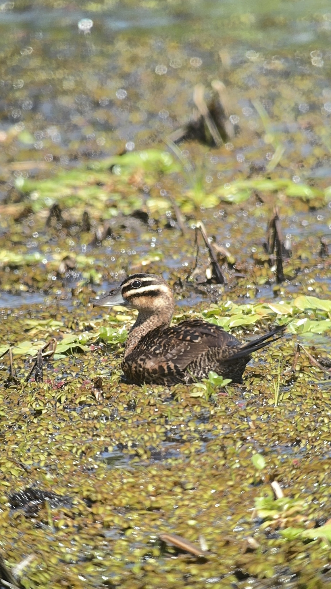 Masked Duck (Nomonyx dominicus), photo 6