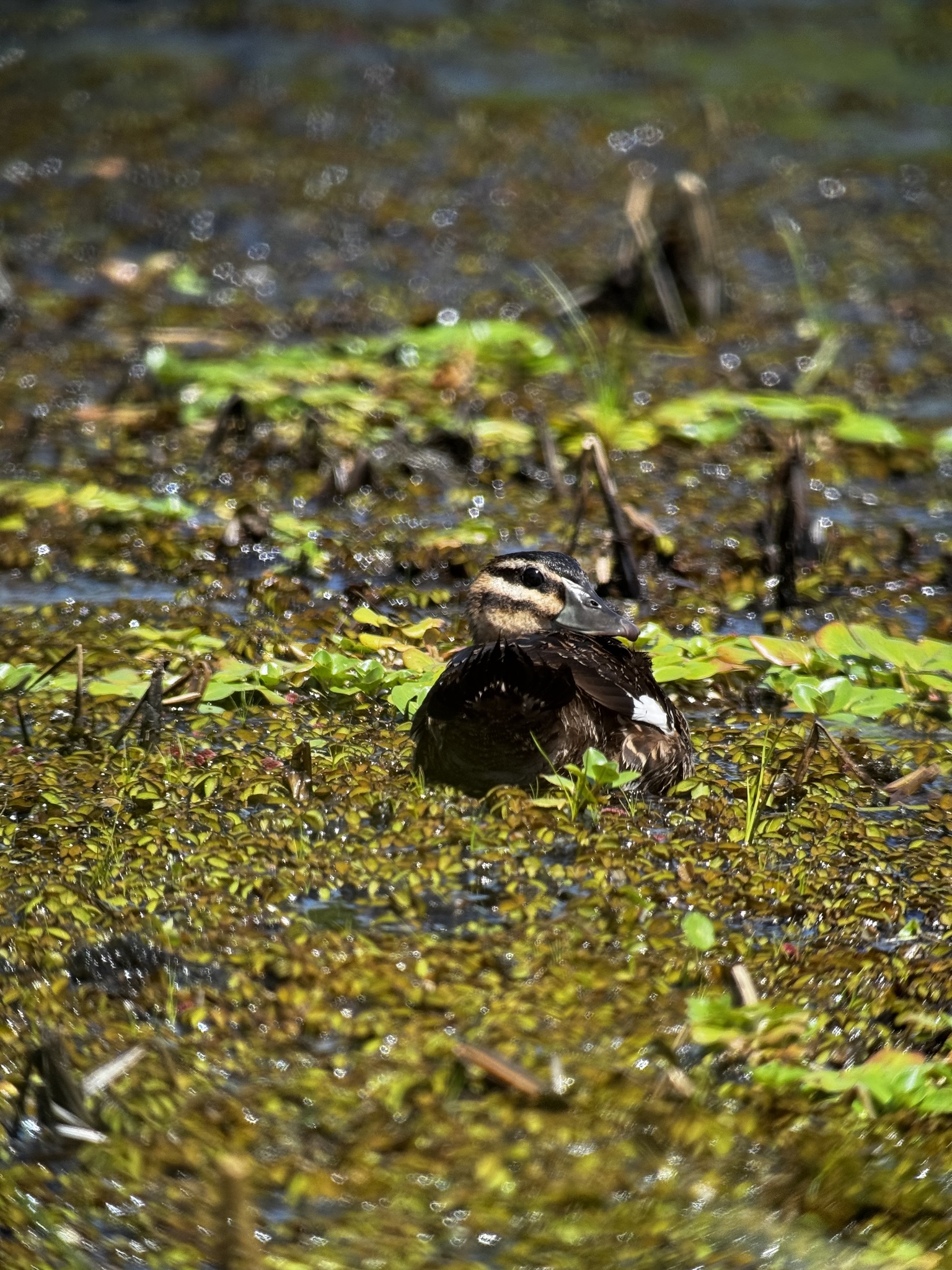 Masked Duck (Nomonyx dominicus), photo 7
