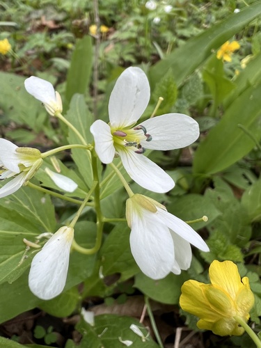 Waldstein's Toothwort (Cardamine waldsteinii)