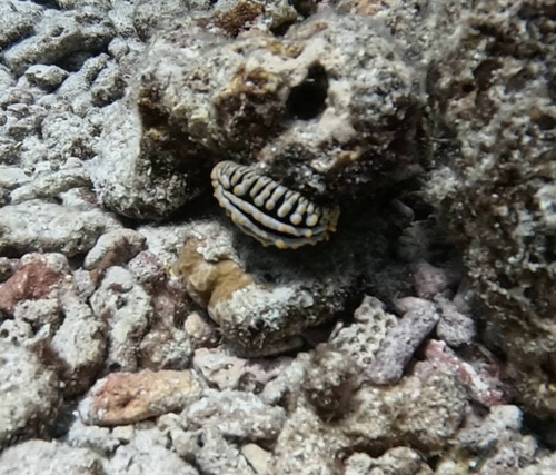 Phyllidia varicosa