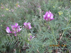 Astragalus oropolitanus