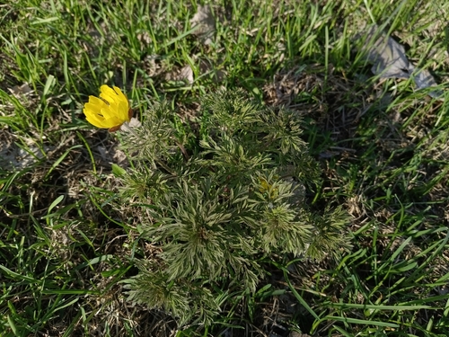 Adonis villosa, photograph 5