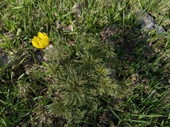 Adonis villosa, photograph (c) Елена А. Кизилова, some rights reserved (CC BY)