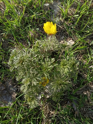 Adonis villosa, photograph 6