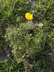 Adonis villosa, photograph (c) Елена А. Кизилова, some rights reserved (CC BY)