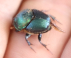 Proagoderus chalcostolus