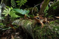 Hainan Music Frog photo 2