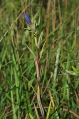 Gentiana triflora