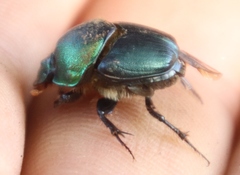 Proagoderus chalcostolus