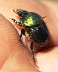 Proagoderus chalcostolus