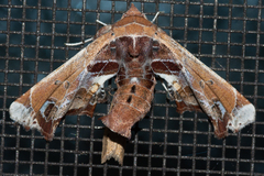 Eutelia pulcherrimus