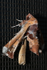 Eutelia pulcherrimus