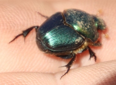 Proagoderus chalcostolus