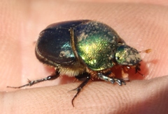 Proagoderus chalcostolus